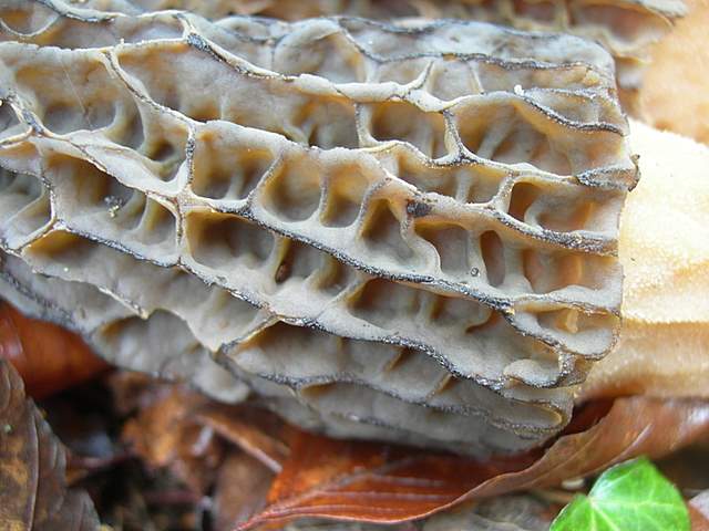 Alla ricerca della spugnola acuminata